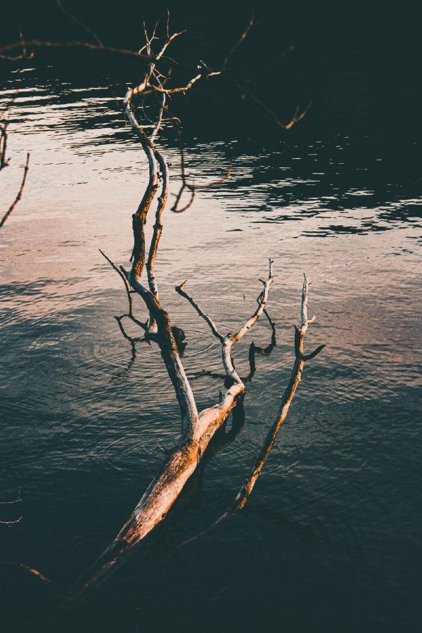 Broken Tree Trunk on Lake View Photograph Print 100% Australian Made