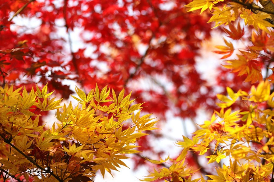 Yellow Maple Leaves Branch Photograph Print 100% Australian Made