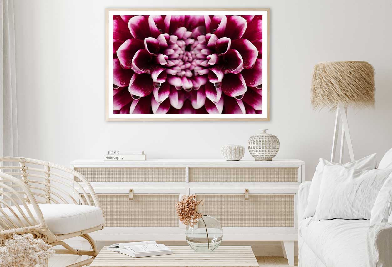 Maroon Pink Dahlia Closeup View Photograph Home Decor Premium Quality Poster Print Choose Your Sizes