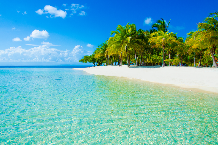 Palm Trees & Sea Aerial View Print 100% Australian Made