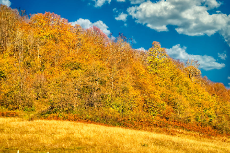 Autumn Trees Hill Cloudy Blue Sky View Photograph Print 100% Australian Made