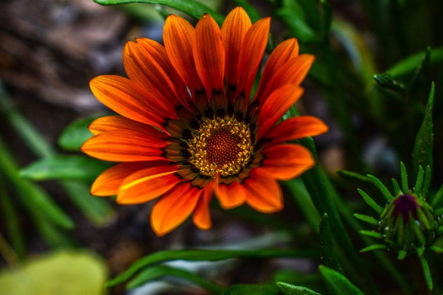 Red Aster Flower Closeup on Dark View Photograph Home Decor Premium Quality Poster Print Choose Your Sizes