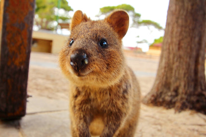 Quokka Animal View Photograph Print 100% Australian Made