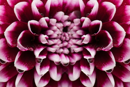 Maroon Pink Dahlia Closeup View Photograph Home Decor Premium Quality Poster Print Choose Your Sizes