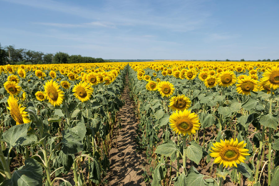 Sunflower Field View Photograph Home Decor Premium Quality Poster Print Choose Your Sizes