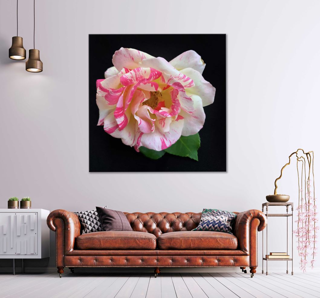 Square Canvas White Pink Rose Closeup View Photograph High Quality Print 100% Australian Made