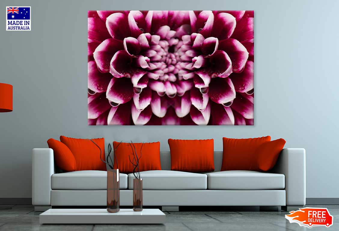 Maroon Pink Dahlia Closeup View Photograph Print 100% Australian Made