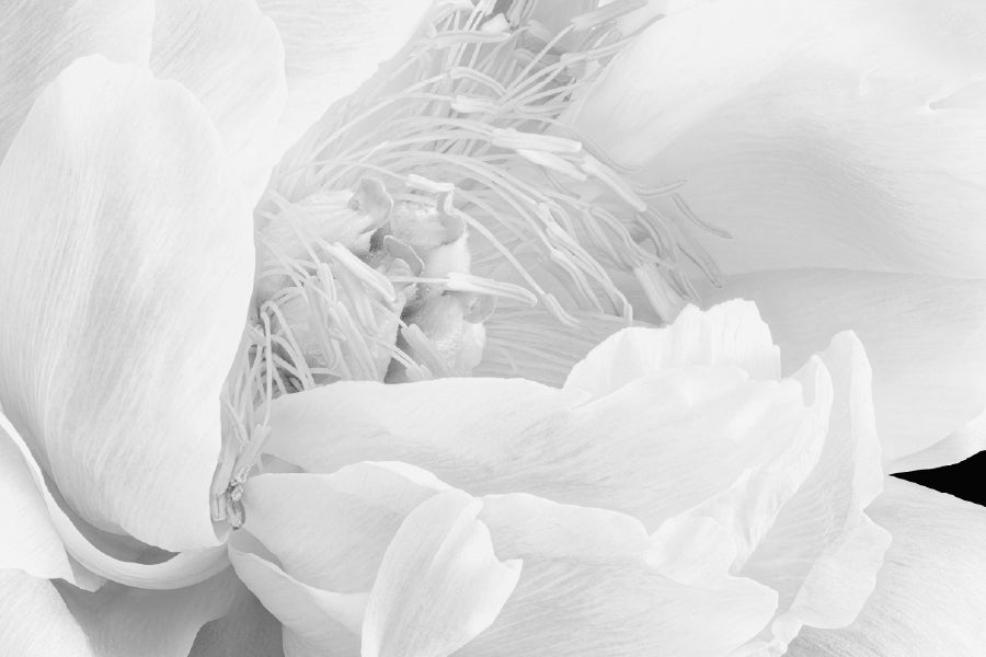 Peony Blossom Flower B&W Macro Photograph Print 100% Australian Made