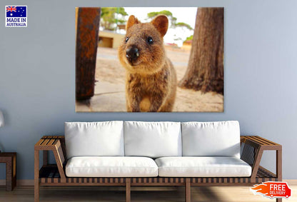 Quokka Animal View Photograph Print 100% Australian Made