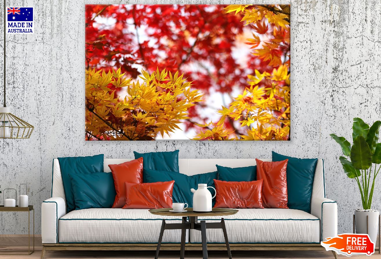 Yellow Maple Leaves Branch Photograph Print 100% Australian Made