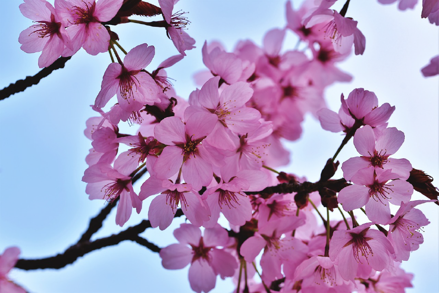 Pink Flower Tree Branch Photograph Print 100% Australian Made