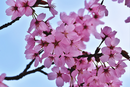 Pink Flower Tree Branch Photograph Print 100% Australian Made