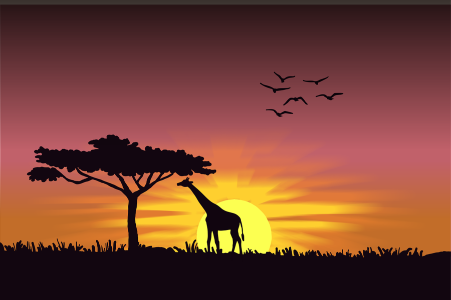 Giraffe in Grass Field Sunset Photograph Print 100% Australian Made