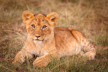 Bella Home Lions on The Masai Mara, Kenya Print Canvas Ready to hang