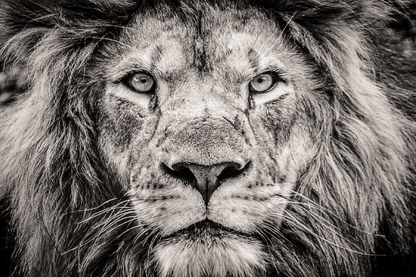 Lion face Closeup B&W Photograph Print 100% Australian Made