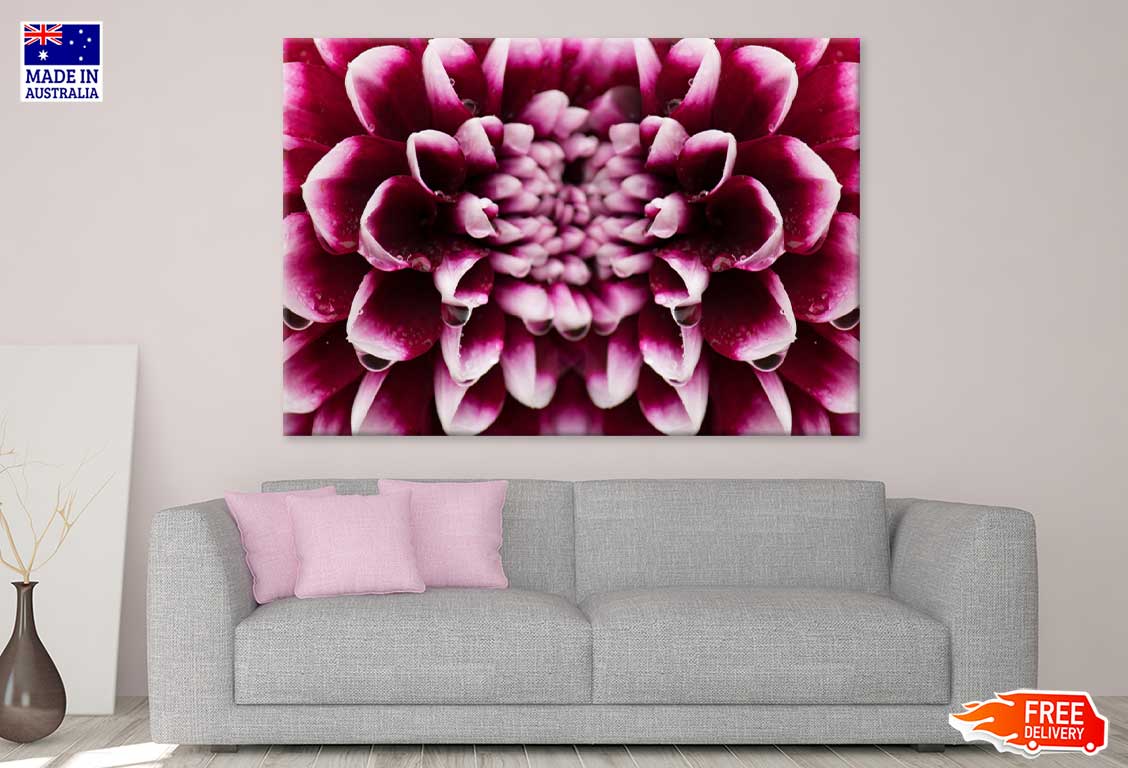 Maroon Pink Dahlia Closeup View Photograph Print 100% Australian Made