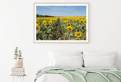 Sunflower Field View Photograph Home Decor Premium Quality Poster Print Choose Your Sizes