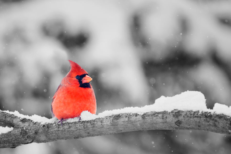 Cardinal Bird on Snowy Tree Branch Photograph Home Decor Premium Quality Poster Print Choose Your Sizes