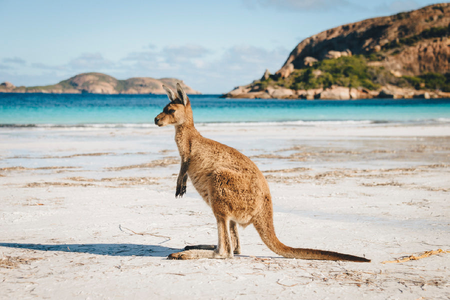 Kangaroo at Lucky Bay in Cape Range Park Photograph Print 100% Australian Made