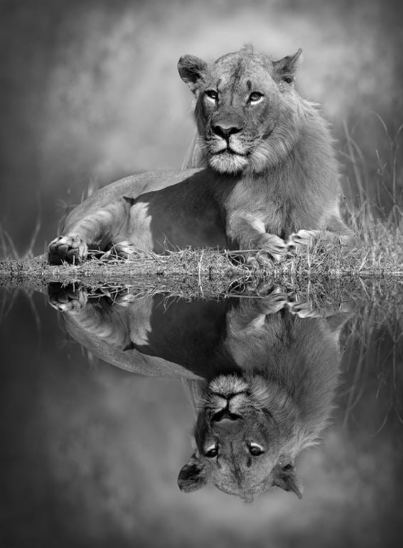 Lioness Near Lake B&W Photograph Home Decor Premium Quality Poster Print Choose Your Sizes