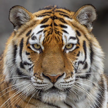 Square Canvas Tiger Face Closeup View Photograph High Quality Print 100% Australian Made