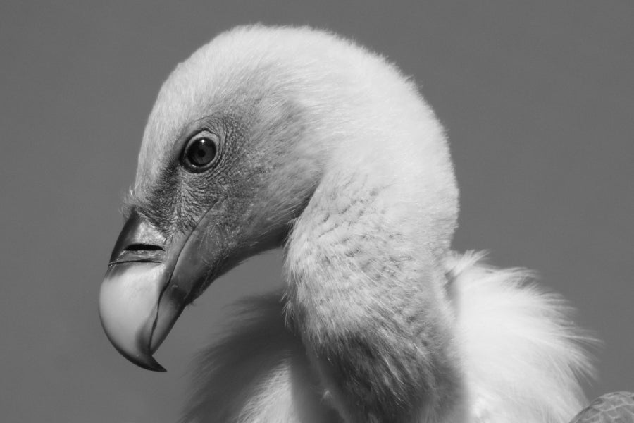 Vulture Bird B&W View Photograph Print 100% Australian Made