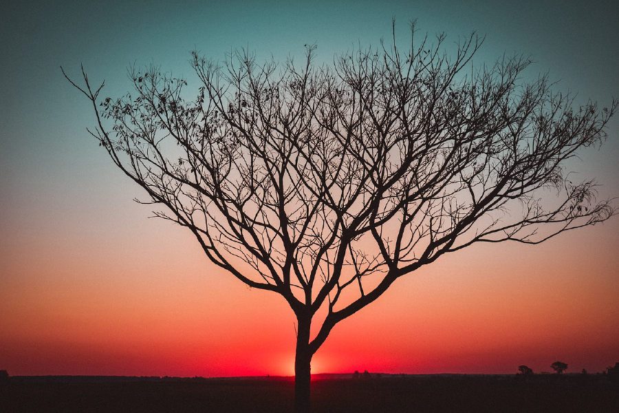 Dry Tree Sunset Photograph Print 100% Australian Made