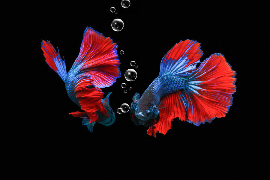 Fighting Fish on Dark View Photograph Home Decor Premium Quality Poster Print Choose Your Sizes