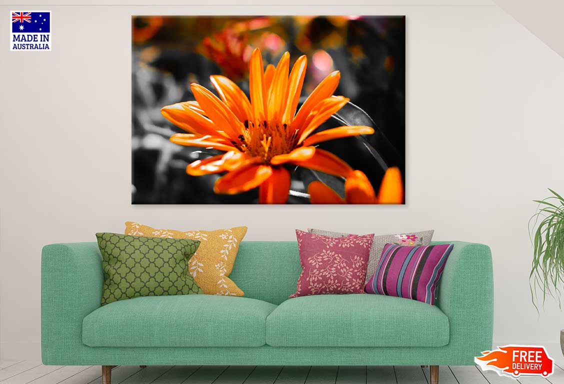 Orange Gazania Flower Photograph Print 100% Australian Made