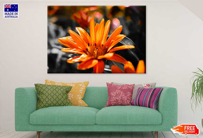 Orange Gazania Flower Photograph Print 100% Australian Made