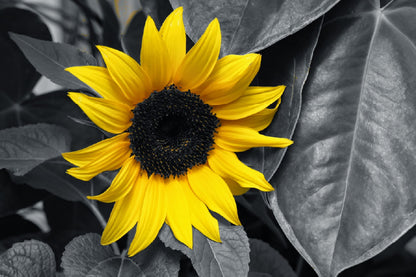 Yellow Sunflower with Leaves B&W Photograph Print 100% Australian Made