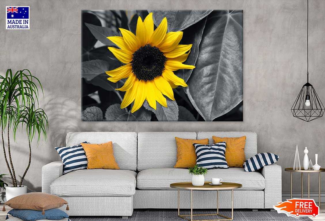 Yellow Sunflower with Leaves B&W Photograph Print 100% Australian Made