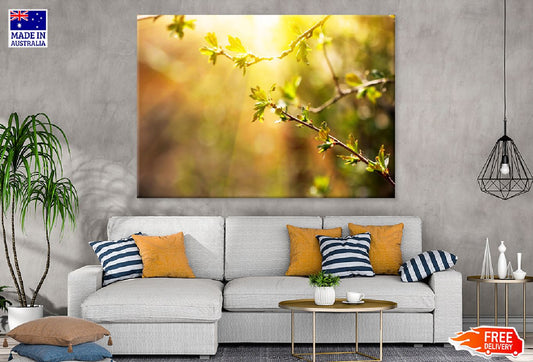 Branch with Spring Leaves Sunset View Photograph Print 100% Australian Made