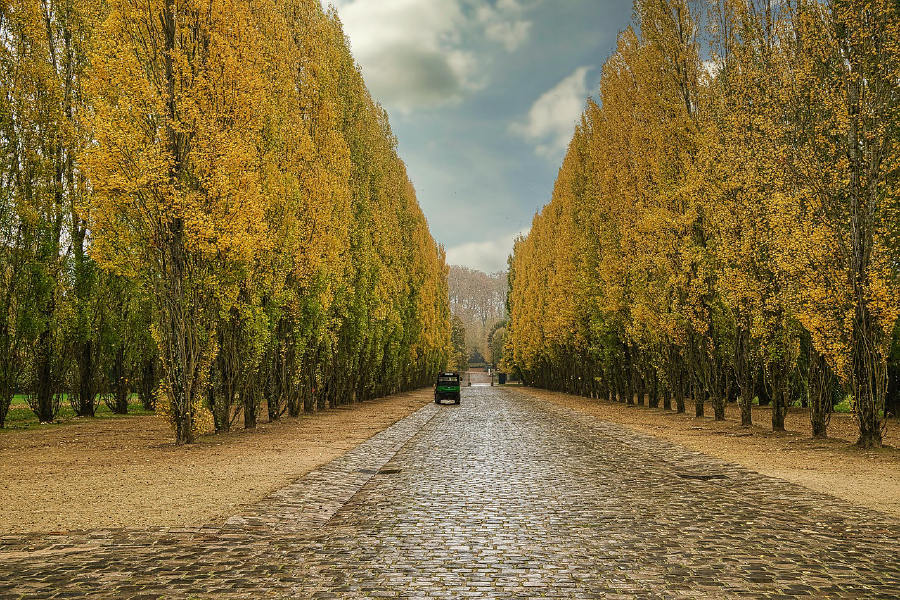 Tall Yellow Flower Trees Along Road Photograph Print 100% Australian Made