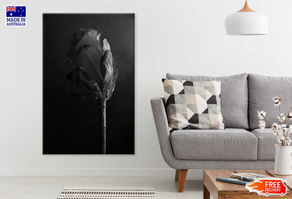 Irises Plant Closeup B&W View Photograph Print 100% Australian Made