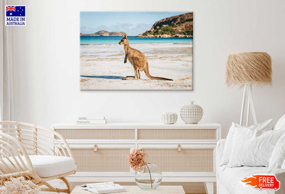 Kangaroo at Lucky Bay in Cape Range Park Photograph Print 100% Australian Made