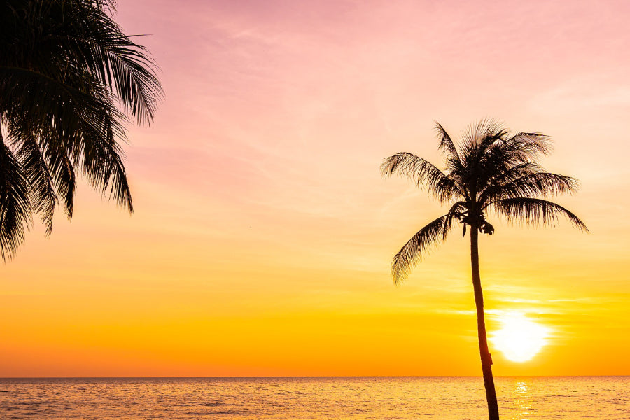 Coconut Palm Trees Sunset Scenery Photograph Print 100% Australian Made