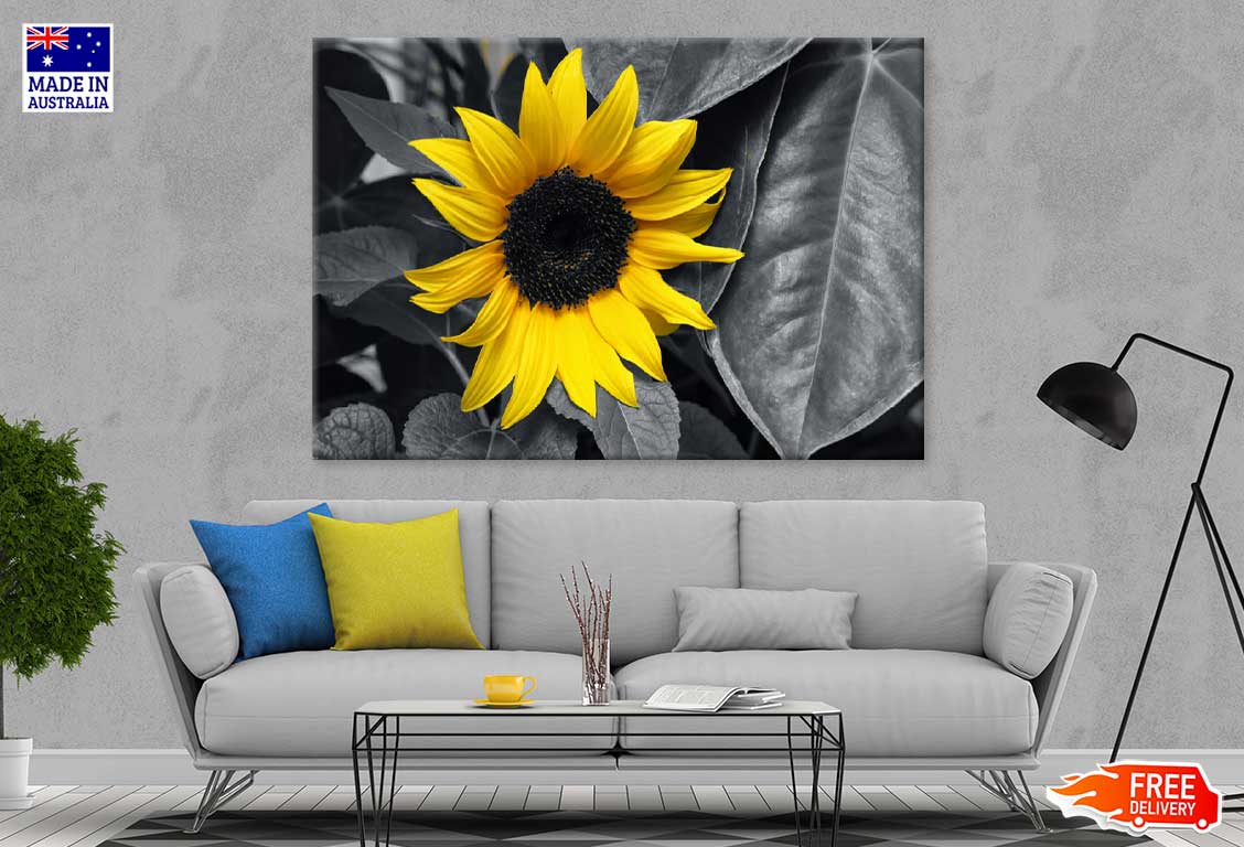 Yellow Sunflower with Leaves B&W Photograph Print 100% Australian Made