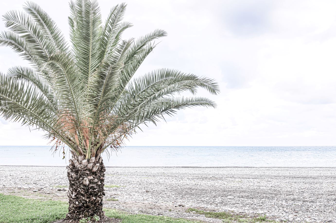 Palm Tree Near Beach View Photograph Home Decor Premium Quality Poster Print Choose Your Sizes