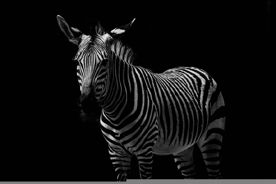 Zebra on Dark Closeup Photograph Print 100% Australian Made