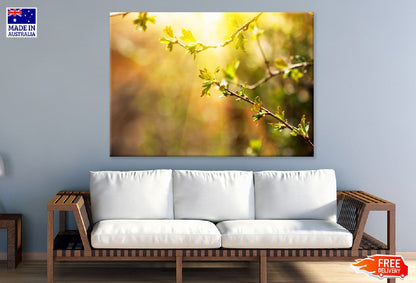 Branch with Spring Leaves Sunset View Photograph Print 100% Australian Made