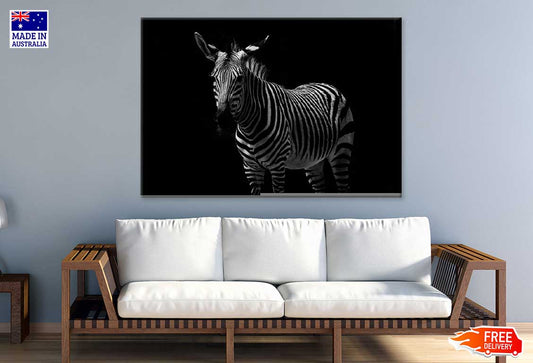 Zebra on Dark Closeup Photograph Print 100% Australian Made