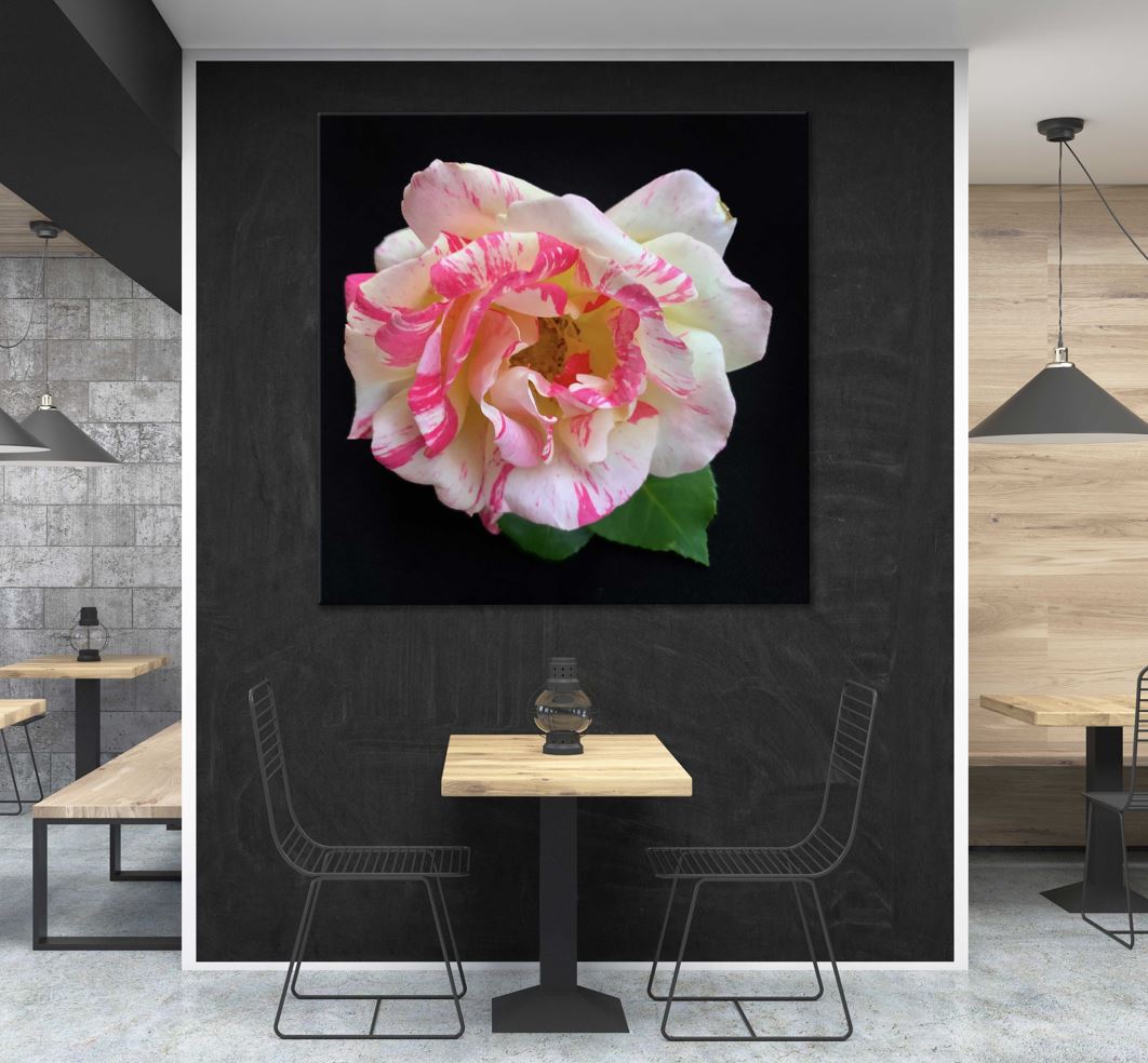 Square Canvas White Pink Rose Closeup View Photograph High Quality Print 100% Australian Made