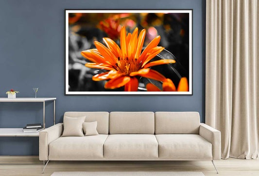 Orange Gazania Flower View Photograph Home Decor Premium Quality Poster Print Choose Your Sizes