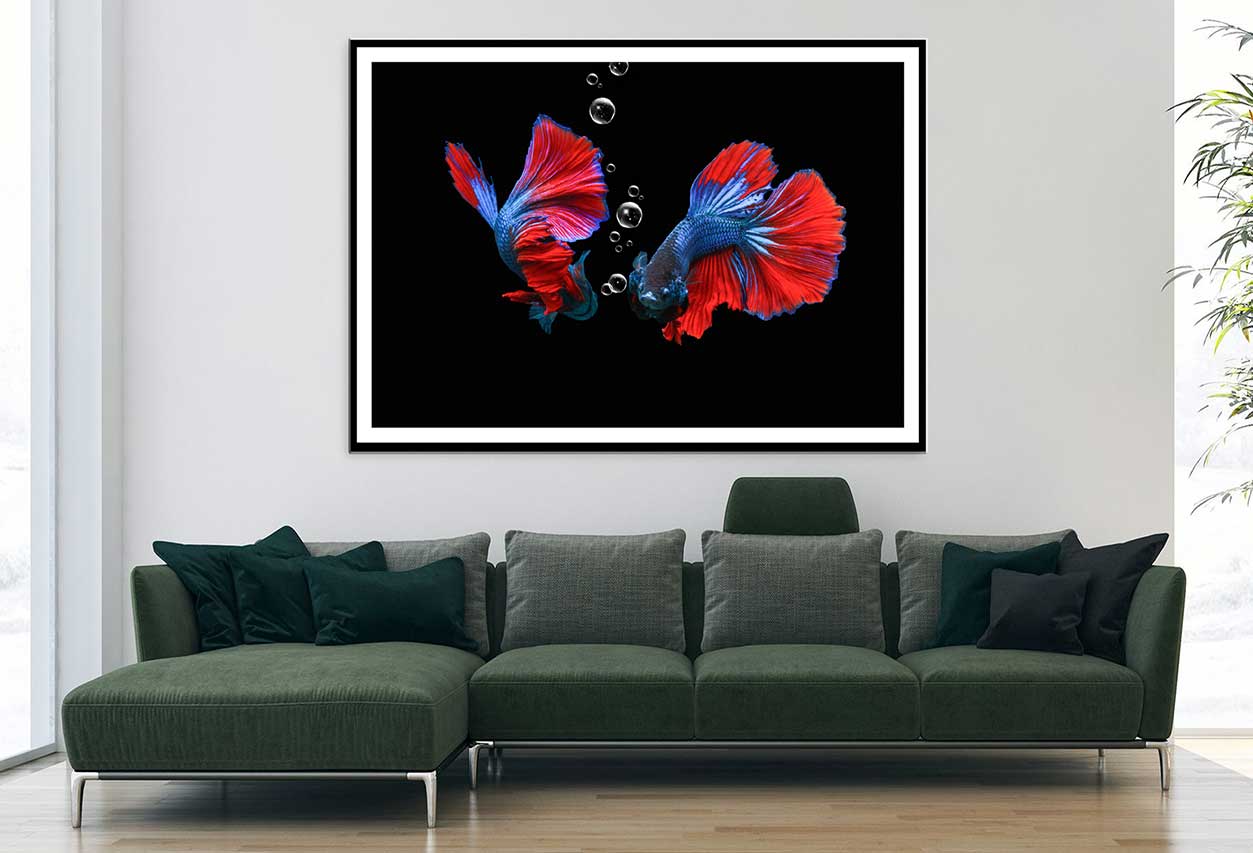 Fighting Fish on Dark View Photograph Home Decor Premium Quality Poster Print Choose Your Sizes