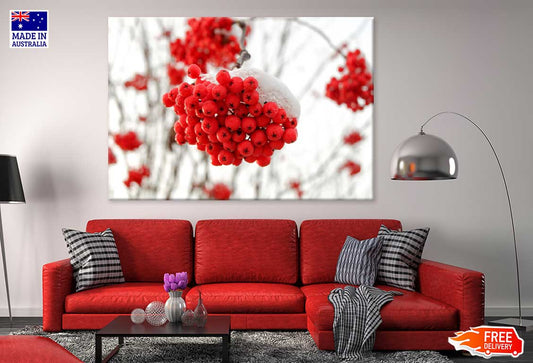 Snow on Rowan Berries Photograph Print 100% Australian Made