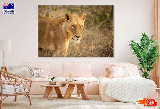 Lioness in Landscape View Photograph Print 100% Australian Made