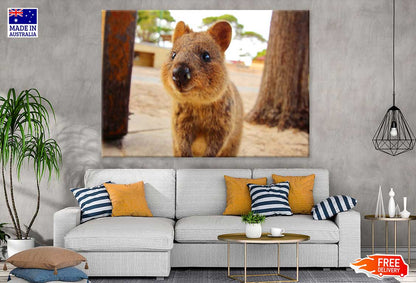 Quokka Animal View Photograph Print 100% Australian Made