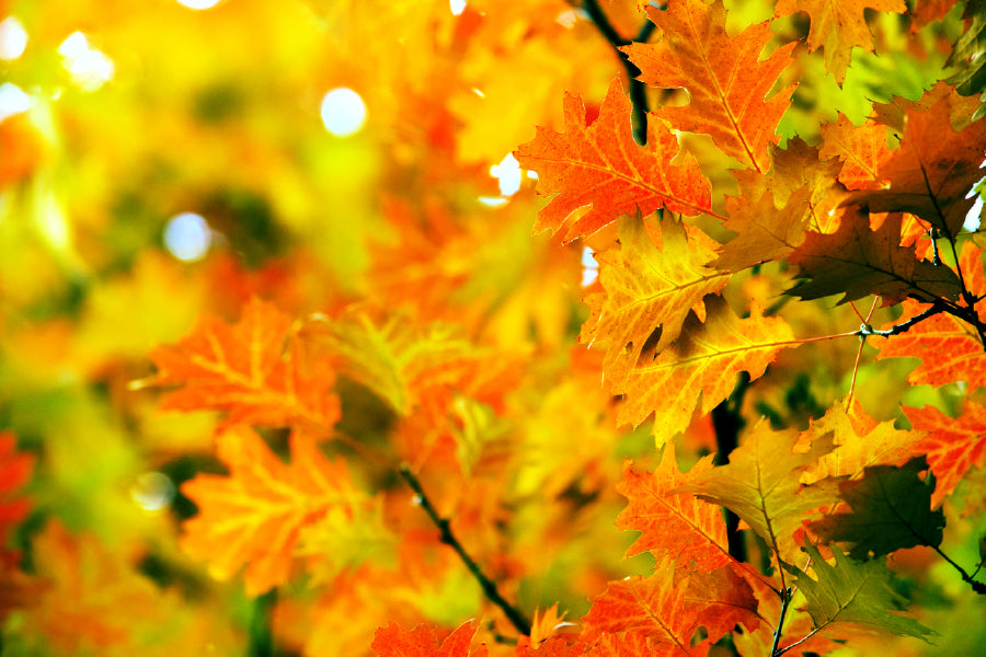 Orange Yellow Autumn Leaves View Photograph Print 100% Australian Made