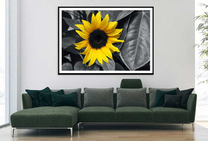 Yellow Sunflower with Leaves B&W View Photograph Home Decor Premium Quality Poster Print Choose Your Sizes